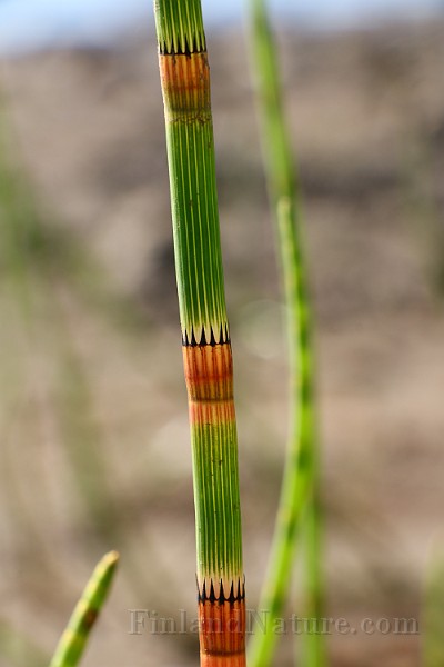 IMG_1393.JPG
