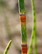 IMG_1393s