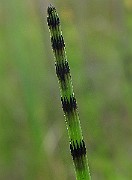 IMG_5288