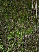 IMG_5291