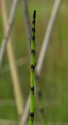 IMG_5293