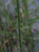 IMG_7500