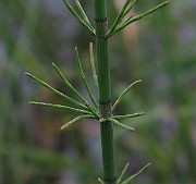 IMG_7500b