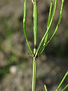 IMG_6134