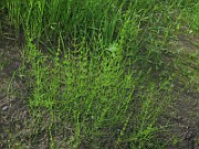 IMG_6136