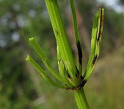 IMG_5426