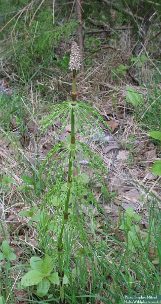 Equisetum_sylvaticum2.jpg
