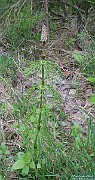 Equisetum_sylvaticum2