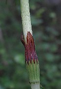 IMG_2598