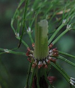 IMG_2600