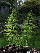 IMG_5493