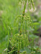 IMG_6522