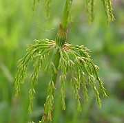 IMG_6523