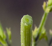 IMG_6524