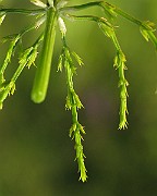 IMG_6526