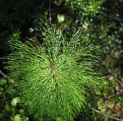 IMG_8676