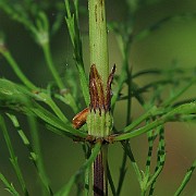 IMG_8677