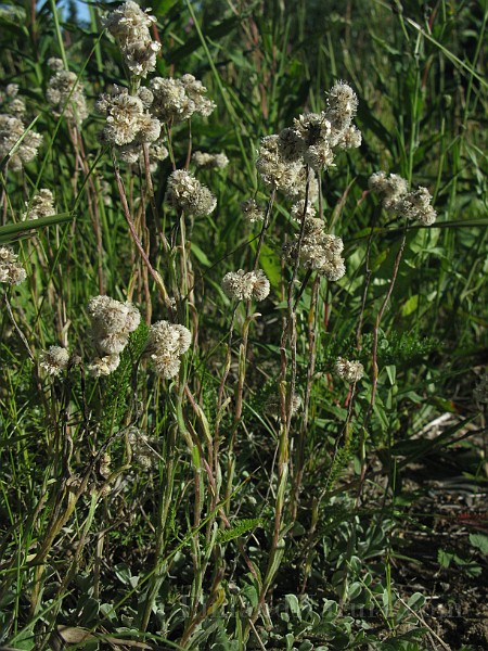 IMG_7342.jpg