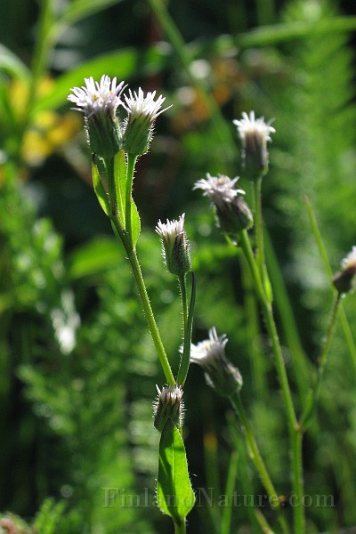 IMG_7345.jpg