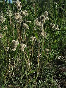 IMG_7342
