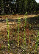 IMG_1743