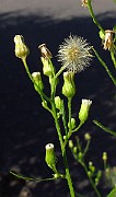 IMG_3528