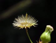 IMG_3833