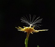 IMG_3840