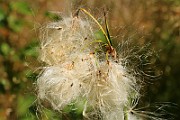 IMG_6390
