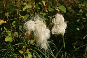 IMG_6391