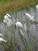 IMG_6632