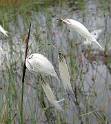 IMG_6632b