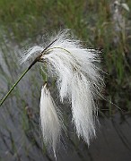 IMG_6637