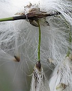 IMG_6638