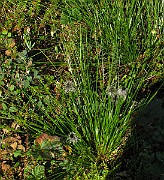 IMG_4045