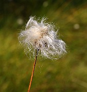 IMG_5916