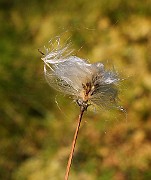 IMG_5919