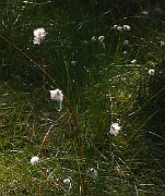 IMG_5922