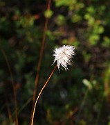 IMG_5923