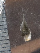 IMG_5968