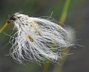 IMG_6634