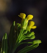 IMG_1666