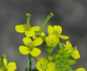 IMG_6125b