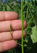 IMG_9879