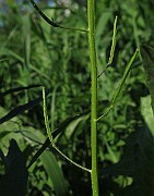 IMG_9880