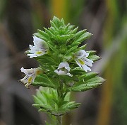 IMG_6796b