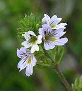 IMG_7467