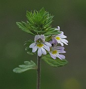 IMG_7471