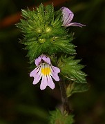 IMG_1118