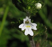 IMG_6251